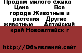 Продам милого ёжика › Цена ­ 10 000 - Все города Животные и растения » Другие животные   . Алтайский край,Новоалтайск г.